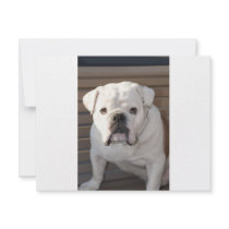 Bulldog