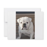 Bulldog invitations