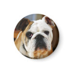 Bulldog Magnet