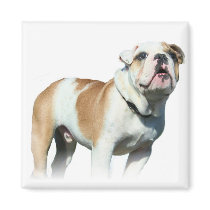 bulldog Magnet