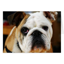 Bulldog Note Card