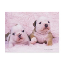 Bulldog; often called the English Bulldog. Is a Post Card