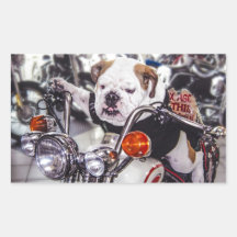 Bulldog on Motorcycle Rectangle Stickers