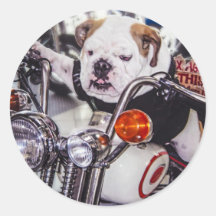 Bulldog on Motorcycle Sticker