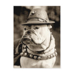 Bulldog on patrol wearing hat and cape postcard