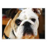Bulldog Photo photography