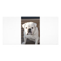 Bulldog