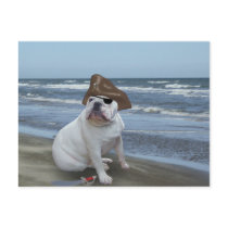 Bulldog Pirate on the beach