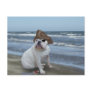 Bulldog Pirate on the beach Postcards