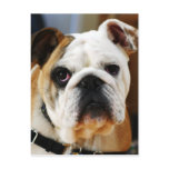 Bulldog Postcard