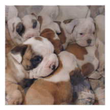 Bulldog  Puppies Invitations