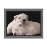 Bulldog Puppies postcard