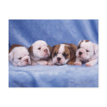 Bulldog puppies postcards