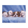 Bulldog puppies postcards