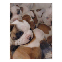 Bulldog  Puppies Postcard