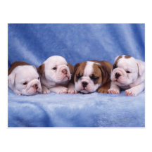 Bulldog puppies postcards