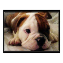 Bulldog puppy postcards