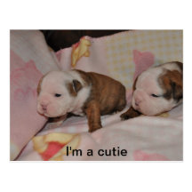 bulldog pups postcard