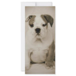 bulldog rack cards