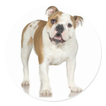 Bulldog Sticker