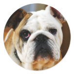 Bulldog Sticker