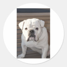 Bulldog Sticker