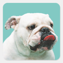Bulldog Sticker