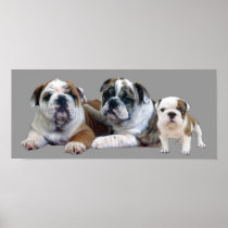 Bulldog Trio Print