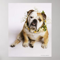 Bulldog with flower collar print