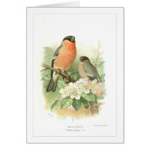 Bullfinch Cards