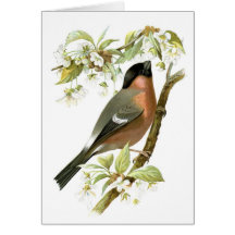 Bullfinch Greeting Cards