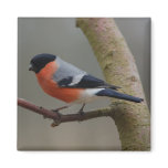 Bullfinch magnet
