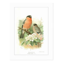 Bullfinch Postcard