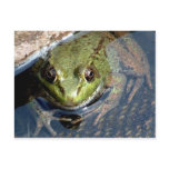 Bullfrog Postcards