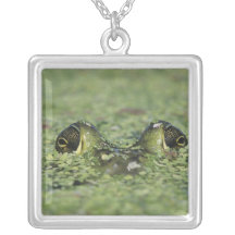 Bullfrog, Rana catesbeiana, adult in duckweed Jewelry