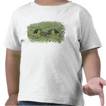 Bullfrog, Rana catesbeiana, adult in duckweed Tshirts