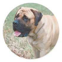 Bullmastiff Sticker