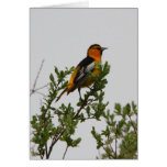 Bullock's Oriole Cards