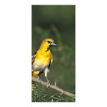 Bullock's Oriole Rack Card Design