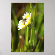"Bumble Bee"