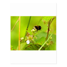 Bumble Bee 8428860.jpg Post Card
