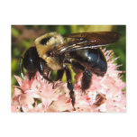 Bumble Bee 93 ~ postcard