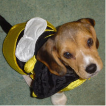 Bumble Bee Beagle Ornament Acrylic Cut Outs