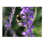 Bumble Bee Collecting Pollen Post Card