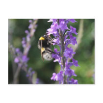 Bumble Bee Collecting Pollen Post Card