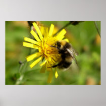 Bumble Bee in Yellow flower Print
