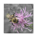 Bumble Bee magnets
