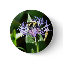 bumble bee,on a bachelor button