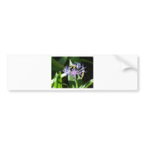 bumble bee,on a bachelor button bumper sticker