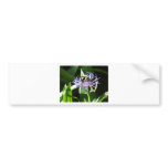 bumble bee,on a bachelor button bumper stickers